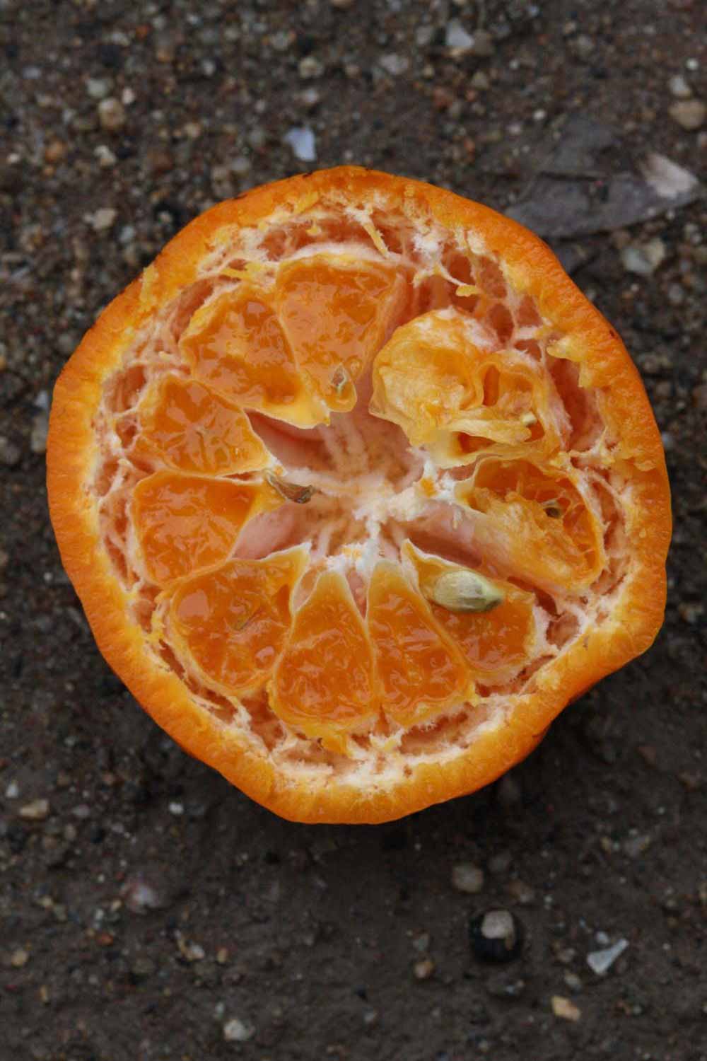              Fruit cross-section (Riverside, CA)       